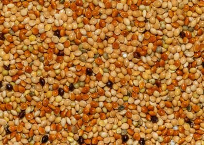 Proso Millet Health Benefits